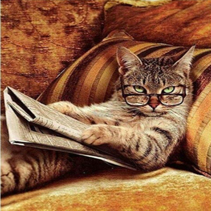 Kot pictura pe numere cu pisica